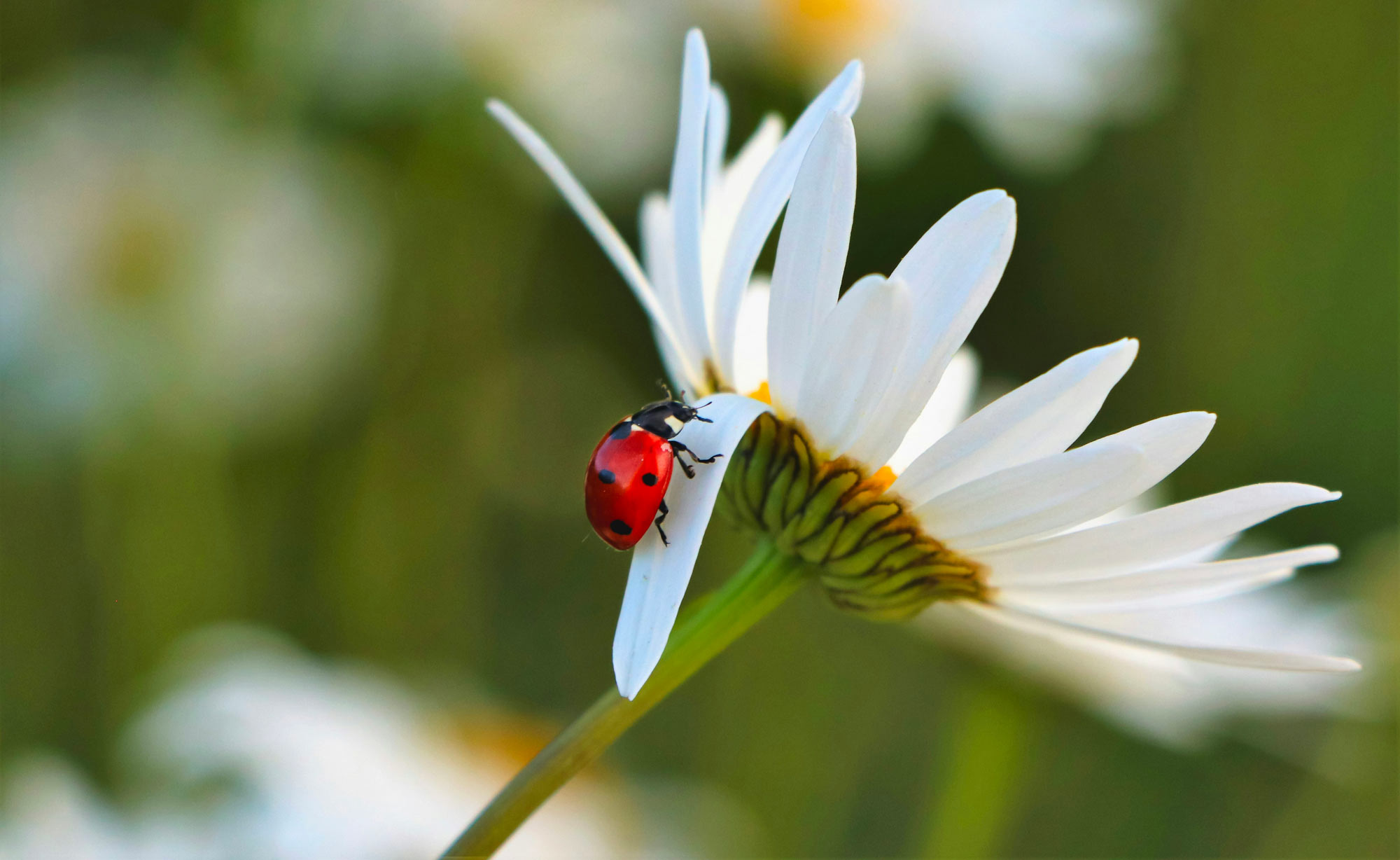 Asstel e Variazioni per rafforzare la cultura dell’ESG nelle imprese della filiera Tlc